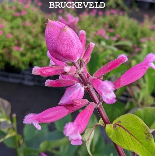 Salvia involucrata 'Bethelii'
