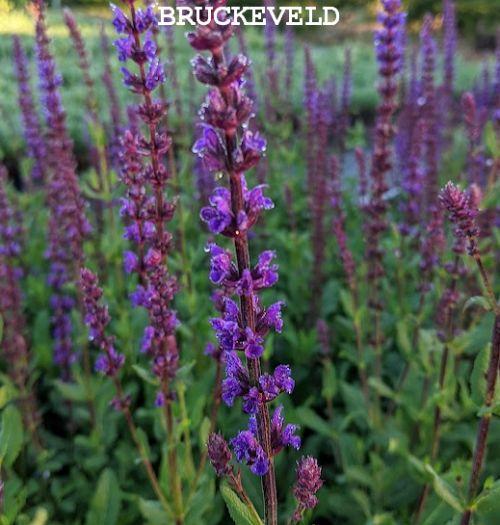 Salvia nemerosa 'Caradonna'