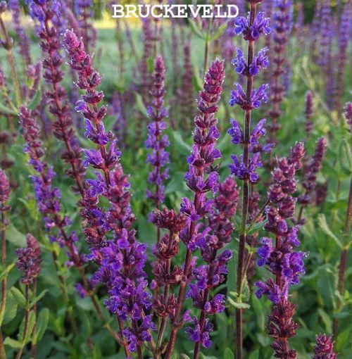 Salvia nemerosa 'Caradonna'