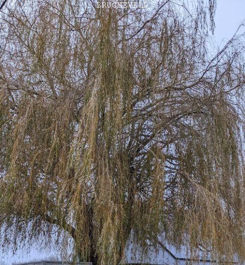 Salix sepulcralis 'Chrysocoma'