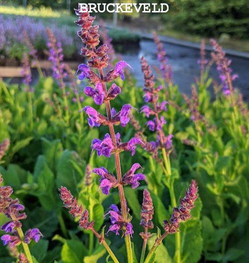 Salvia nemerosa 'Mainacht'