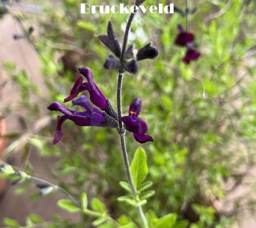 Salvia microphylla 'Savinio Dark Purple'