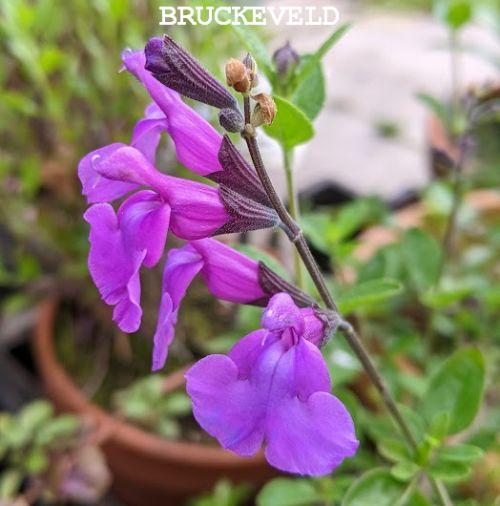 Salvia microphylla 'Savinio Lilac'
