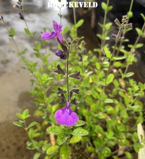 Salvia microphylla 'Savinio Lilac'