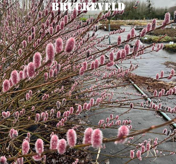 Salix gracilistyla 'Mount Aso'