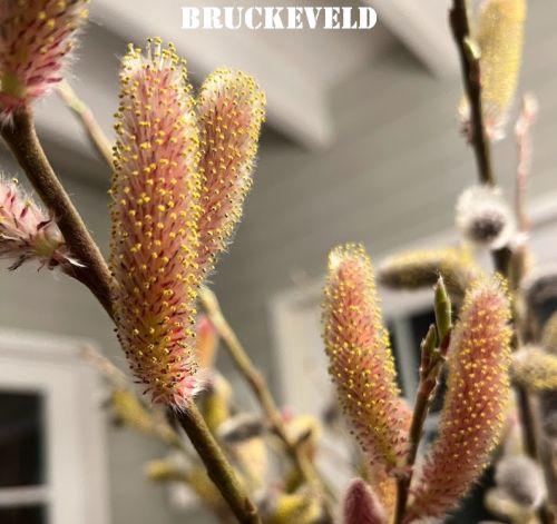 Salix gracilistyla 'Mount Aso'