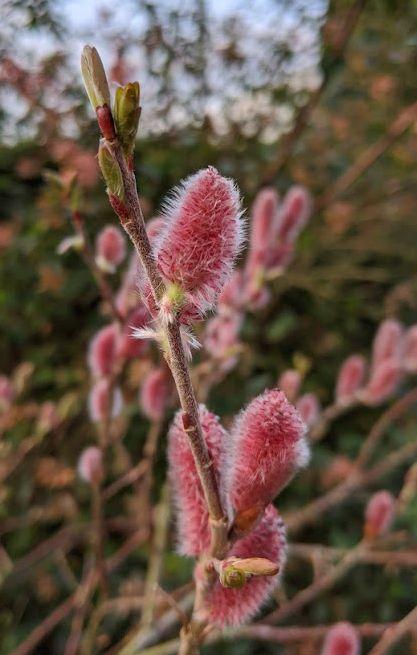 Salix gracilistyla 'Mount Aso'