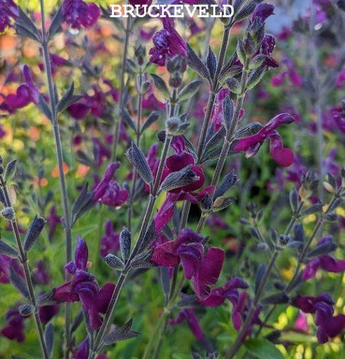 Salvia 'Nachtvlinder'
