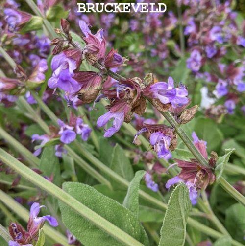 Salvia officinalis