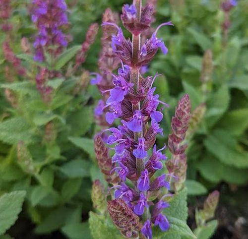 Salvia nemerosa 'Ostfriesland'