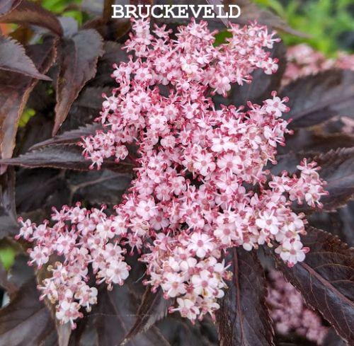 Sambucus 'Black Lace' (Eva)