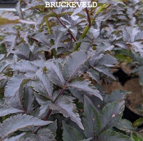 Sambucus nigra 'Black Tower'