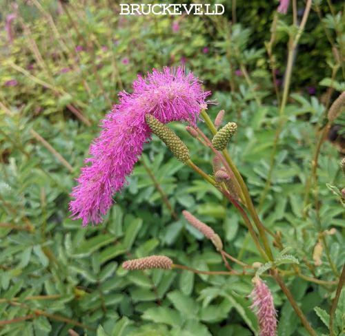Sanguisorba hak 'Lilac Squirel'
