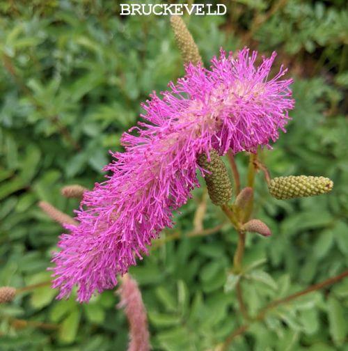 Sanguisorba hak 'Lilac Squirel'