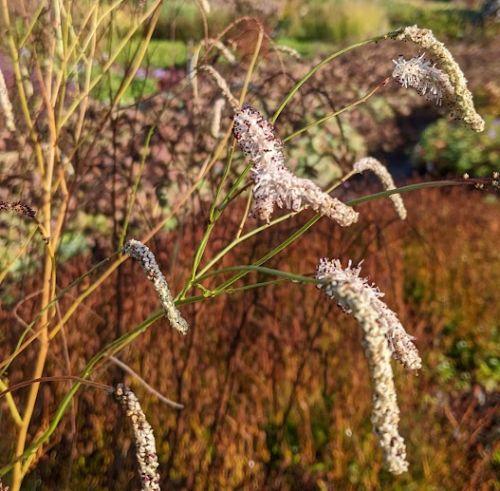 Sanguisorba parviflora