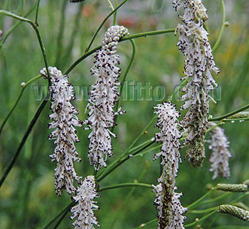 Sanguisorba parviflora