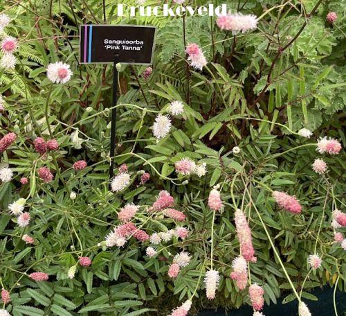 Sanguisorba officinalis 'Pink Tanna'