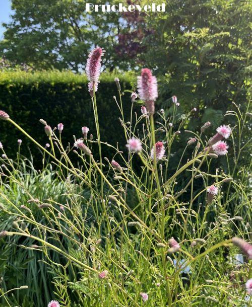 Sanguisorba officinalis 'Pink Tanna'
