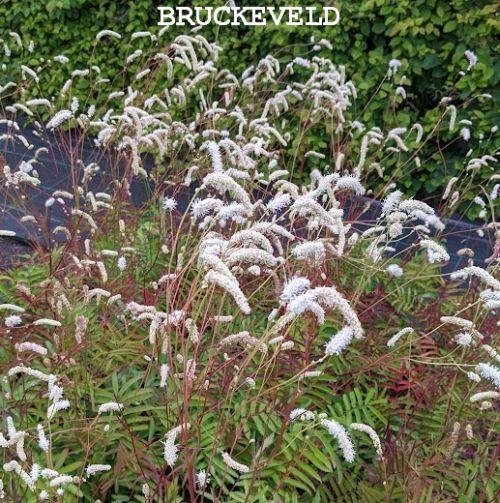 Sanguisorba ten. var. alba