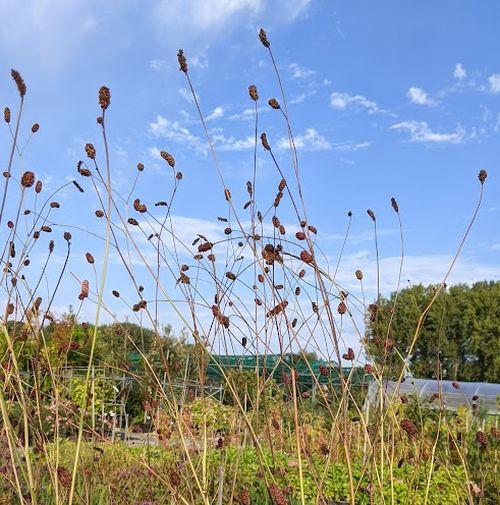 Sanguisorba ten. var. purpurea