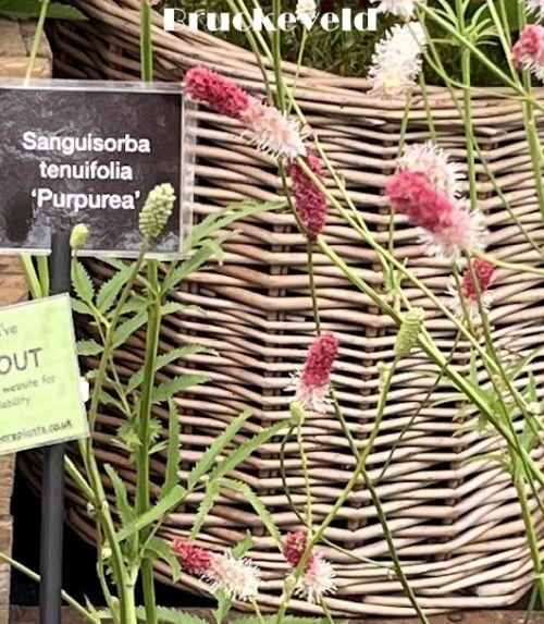 Sanguisorba ten. var. purpurea