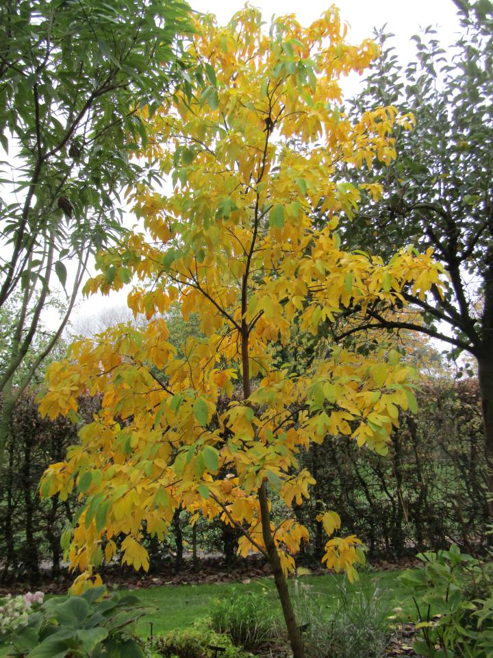 Sasafras albidum