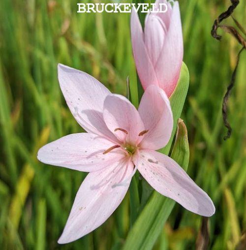 Schizostylis coccinea 'Mrs Hegarty'