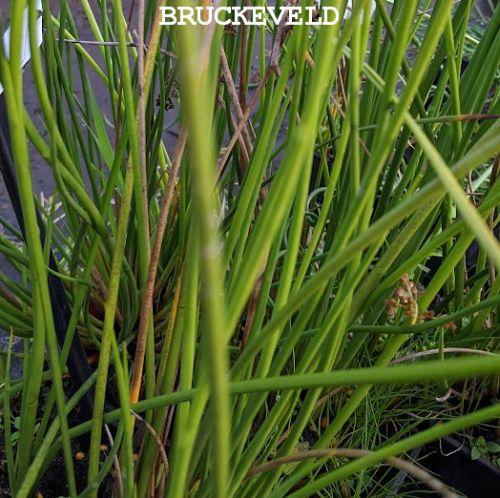 Scirpus lacustris