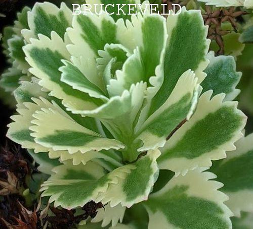 Sedum tak. 'Atlantis'