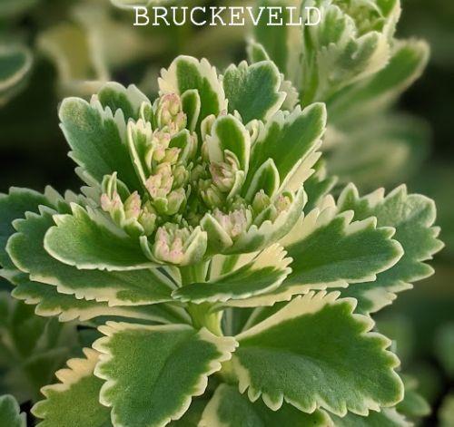 Sedum tak. 'Atlantis'