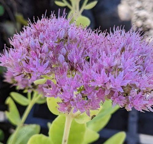 Sedum spectabile 'Brillant'