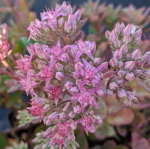 Sedum 'Carl'