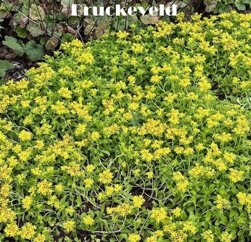 Sedum kamtschaticum
