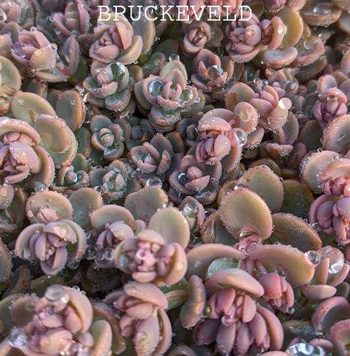 Sedum cauticola 'Lidakense'