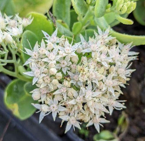 Sedum spectabile 'Star Dust'
