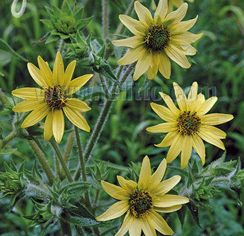 Silphium  mohrii