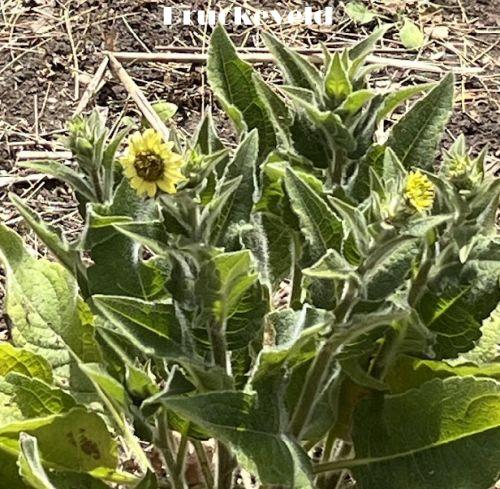 Silphium  mohrii