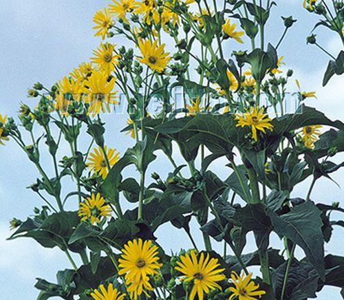Silphium  perfoliatum