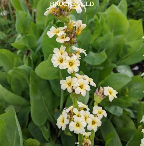 Sisyrinchium striatum