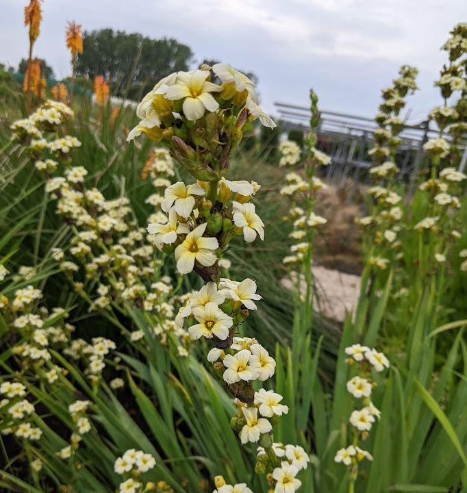 Sisyrinchium striatum