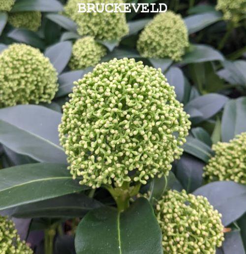 Skimmia japonica 'White Globe'
