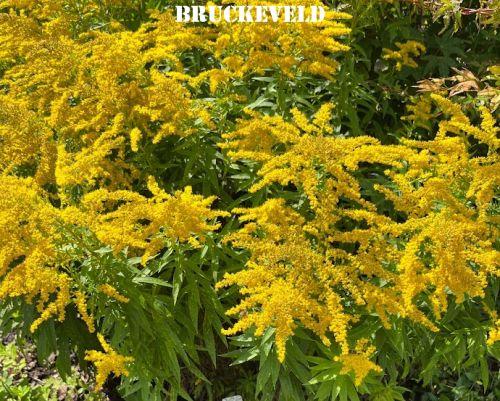 Solidago 'Strahlenkrone'