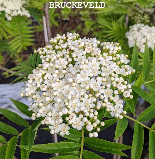 Sorbus 'Dodong