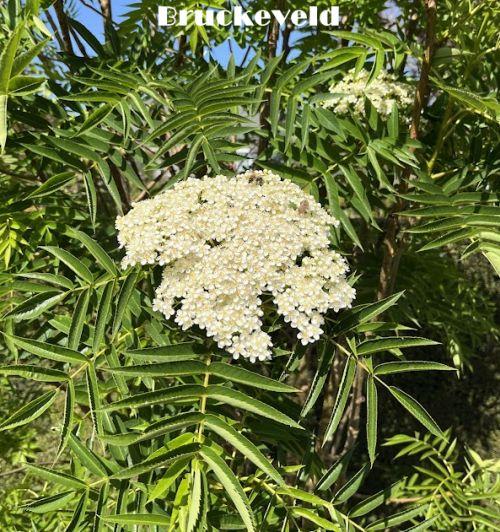 Sorbus 'Dodong
