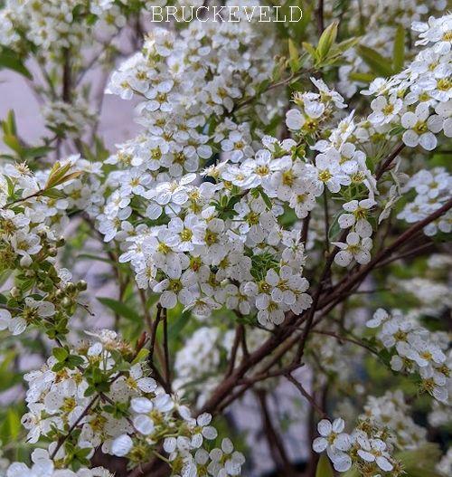 Spiraea cin.  ' Grefsheim'