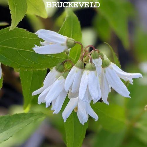 Spiraea nipponica 'Snowmound'