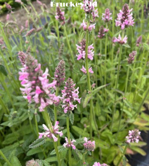 Stachys orientalis