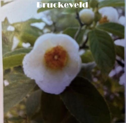 Stewartia pseudocamellia