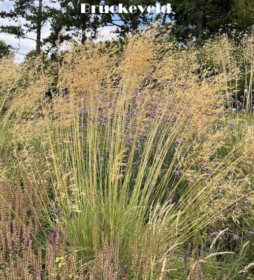 Stipa gigantea