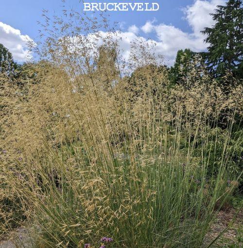 Stipa gigantea